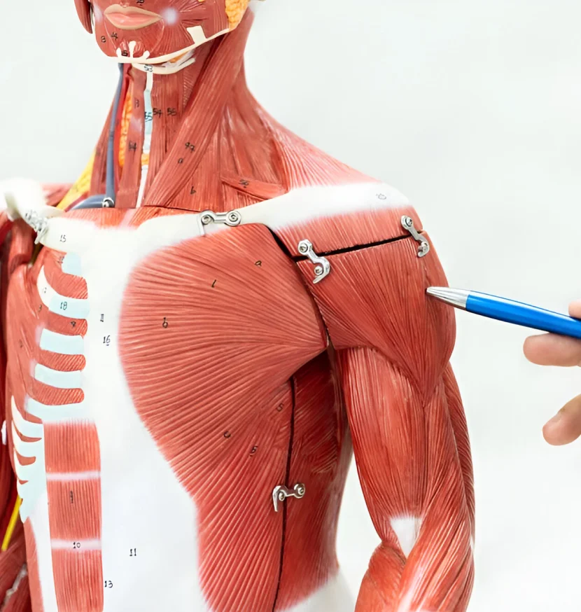Musculoskeletal Oncology
